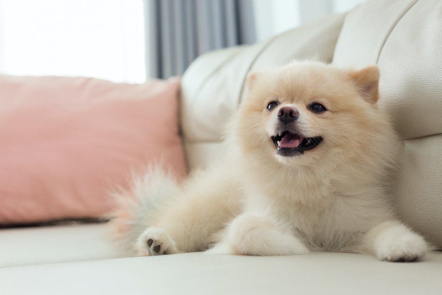 犬のトイレのしつけに失敗する人がやりがちなNG行為５つ