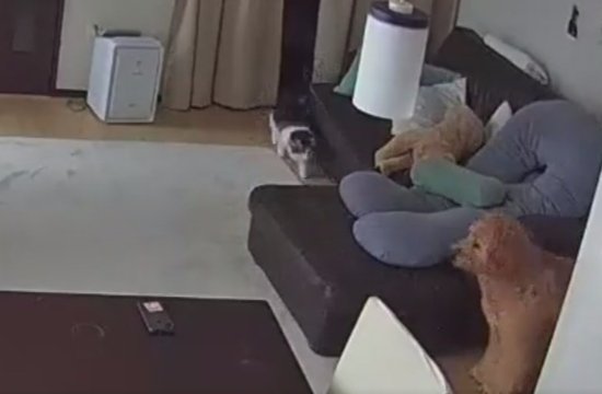 猫に翻弄されてしまう大型犬！？ペットカメラが捉えた可愛すぎる光景に「翻弄されてて笑った」「仲良し過ぎてニヤける」