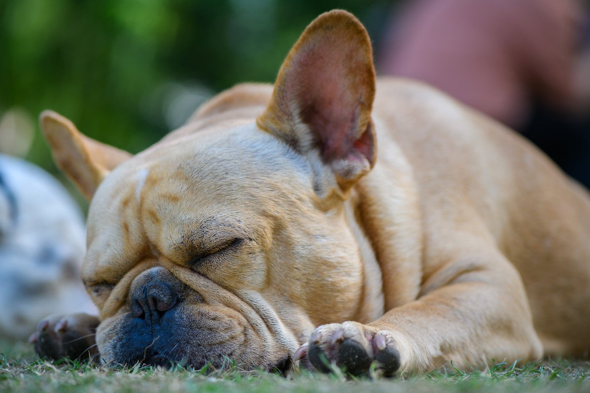 犬の睡眠中に潜んでいる4つの危険とリスク　気を付けておくべき症状から注意点まで解説