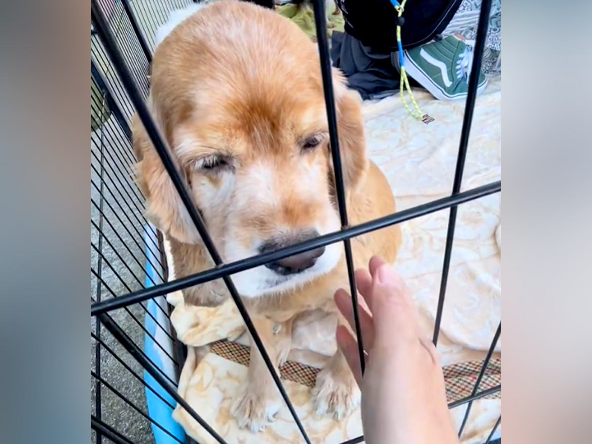 たまたま行った譲渡会で『何歳かわからない犬』と出会った結果…愛しくてたまらない『現在の様子』が139万再生「初めての笑顔で泣いた」