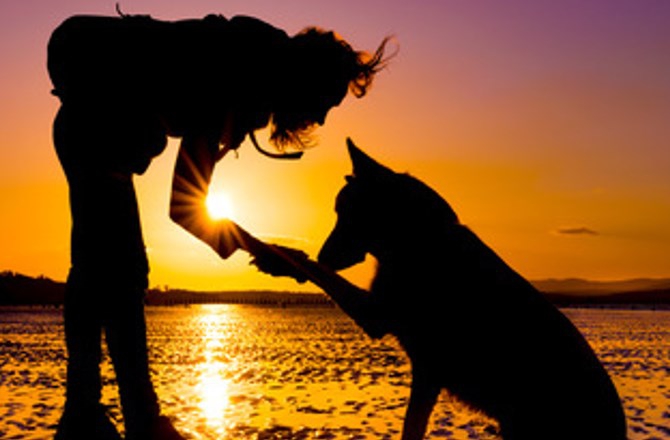 犬のエンゼルケアってなんだろう