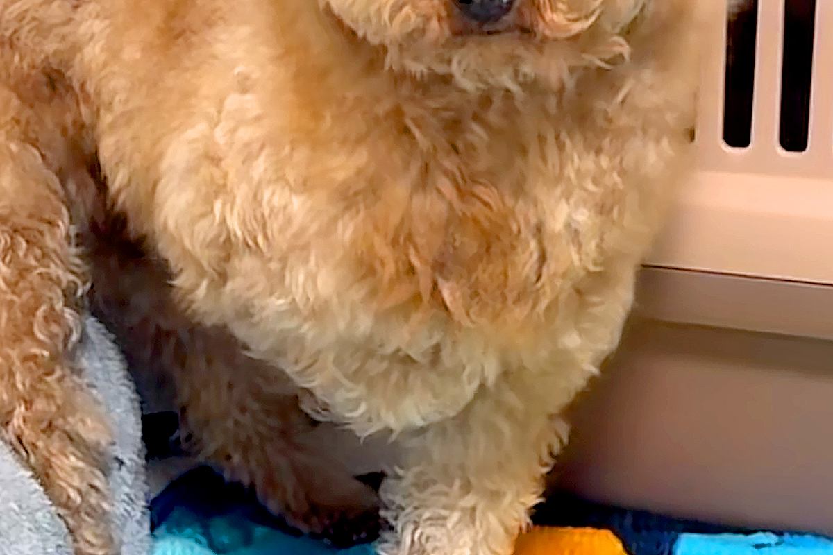 人が怖くて震える『悲しい顔の元繁殖犬』→懸命なお世話を続けた結果…同じ犬と思えない『表情の違い』が10万再生「笑顔最高」「幸せになって」