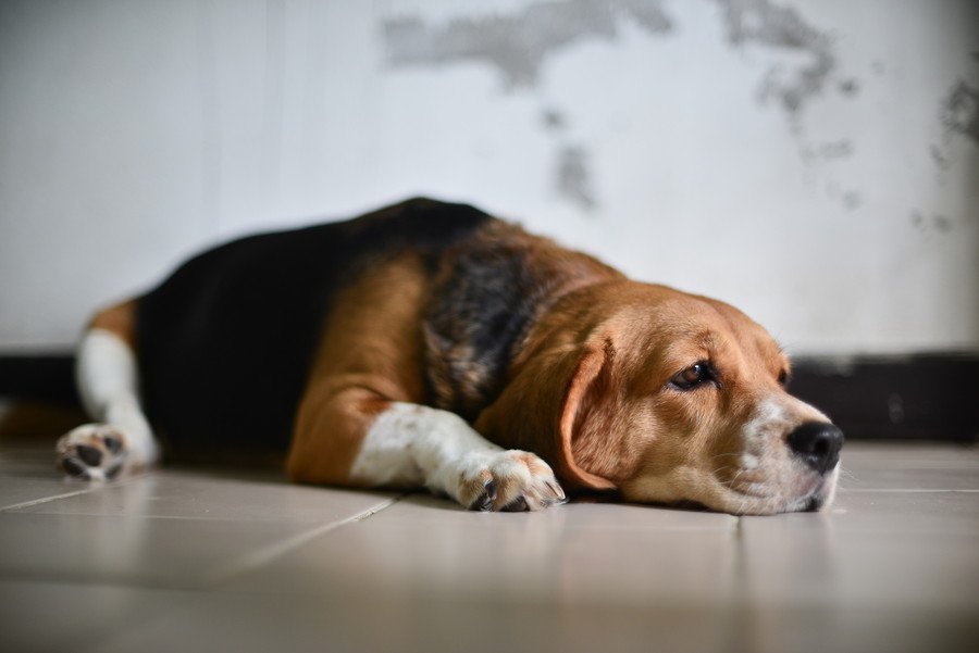 愛犬から嫌われてしまうNG行為４選！普段からやっていることが実は間違っているかも…？