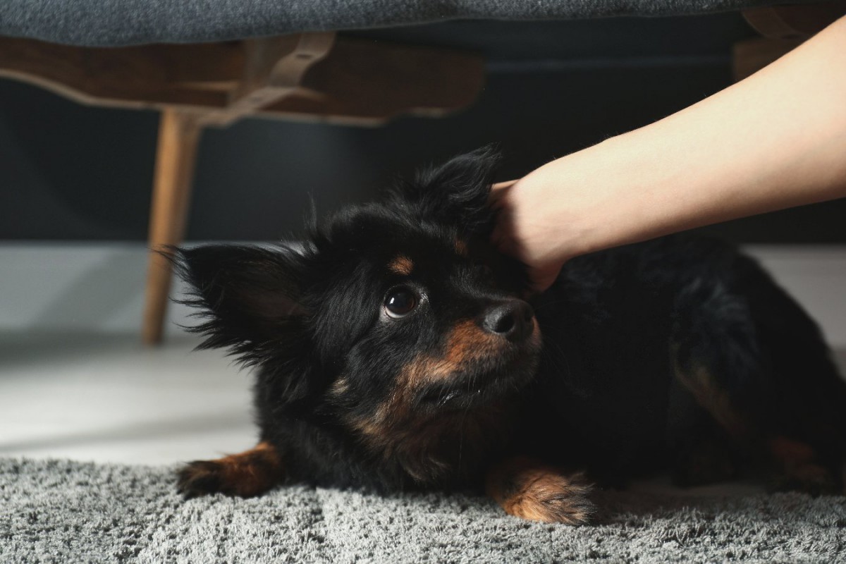 犬に嫌われる「撫で方」5選！ダメな理由と意識すべき撫でるコツ