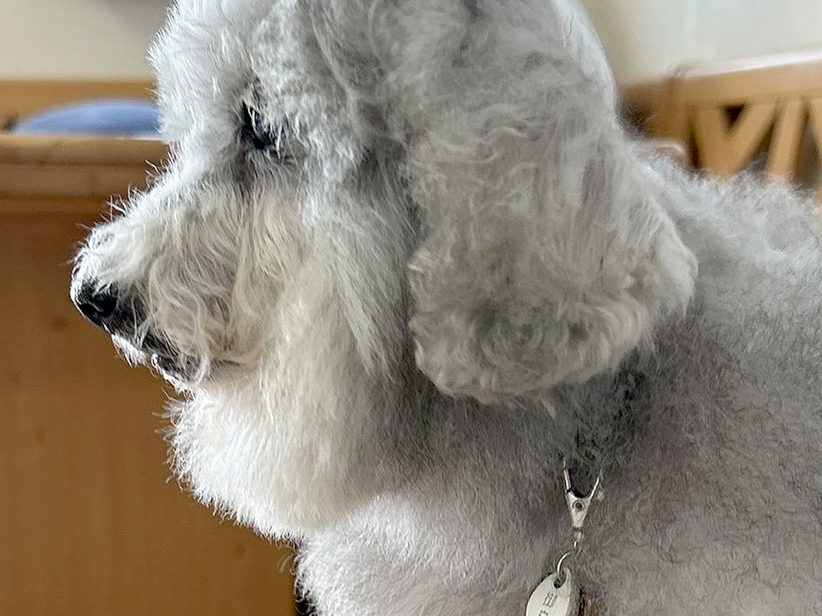 ふわふわ犬の頭に『ドライヤーを当てた』結果→可愛く仕上がると思ったら…衝撃的な『まさかの髪型』に6万いいね「吹いた」「ニードルプードル」