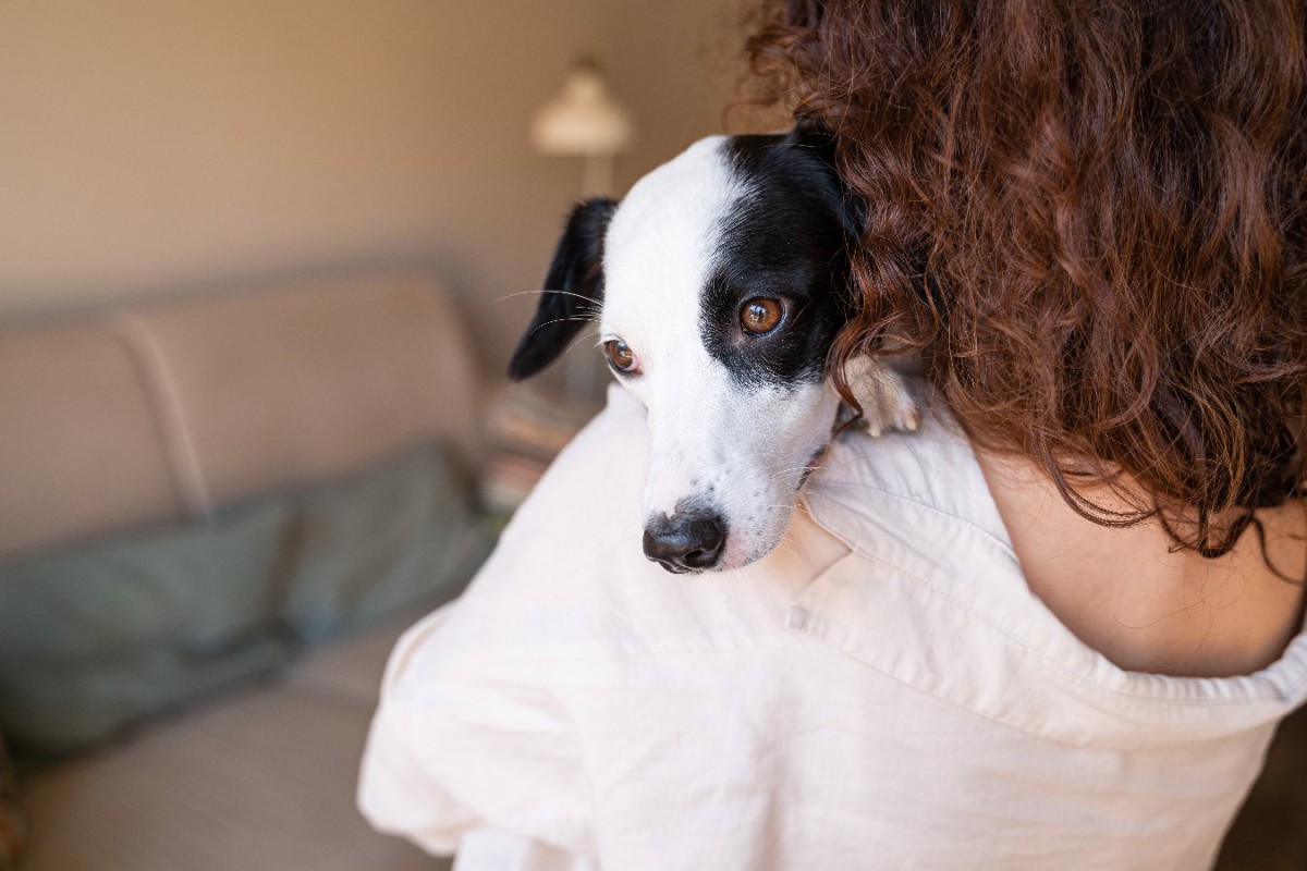 犬が不快な気持ちになっている「飼い主の行動」5選！実は嫌がられているお節介行為とは