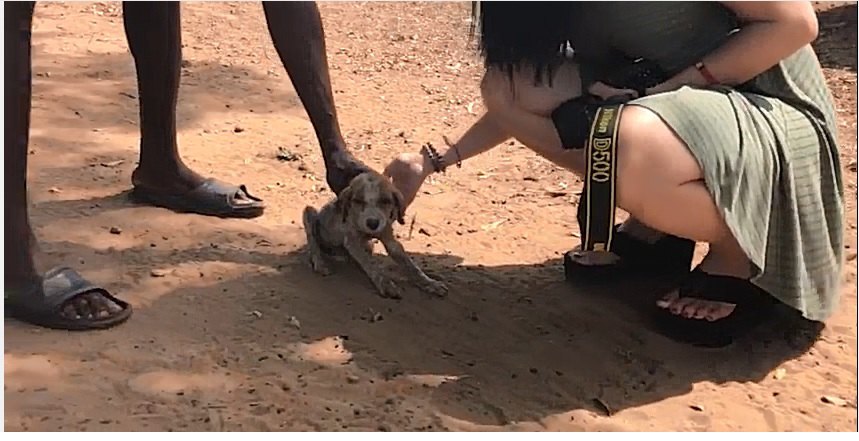 今にも死にそうな仔犬の物語