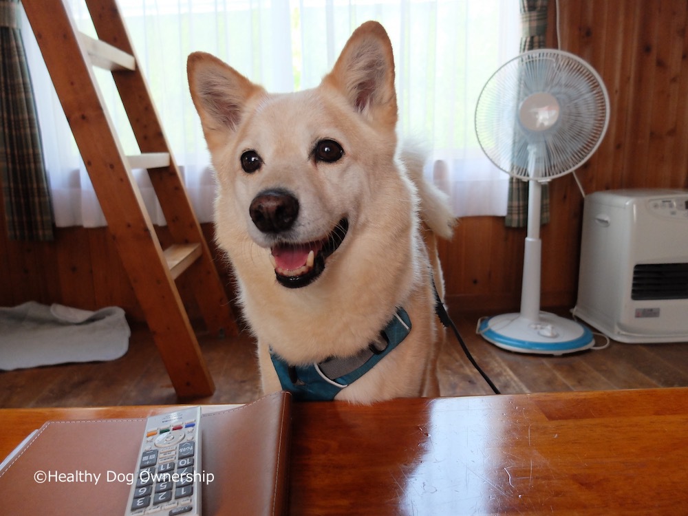 愛犬との旅行を楽しむためにできる８つのこと