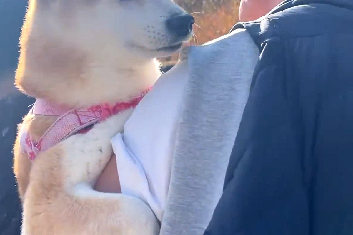 ママとお散歩している時は飛び石を渡れる犬→パパが一緒だと『か弱い乙女のフリ』をして…あざと可愛い行動が40万再生「甘え上手」「大女優だ」