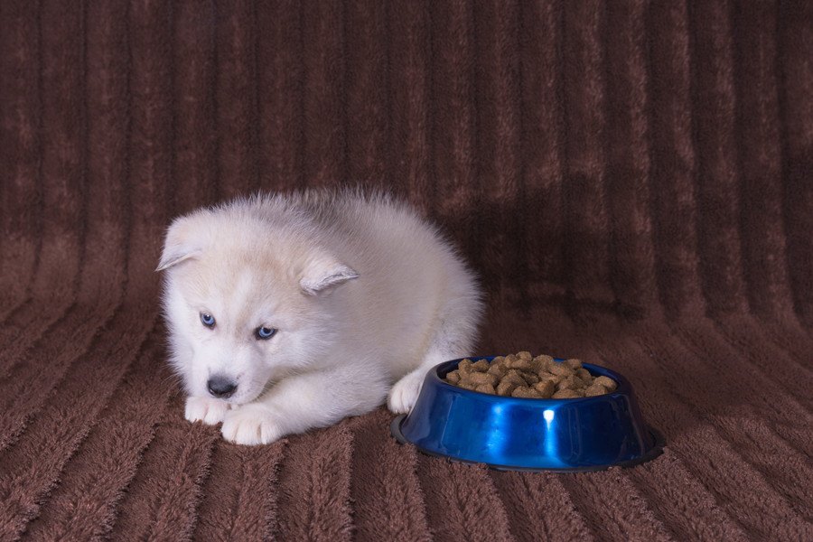 犬が下痢をしたときの食事は？軟便の原因や対処法を解説