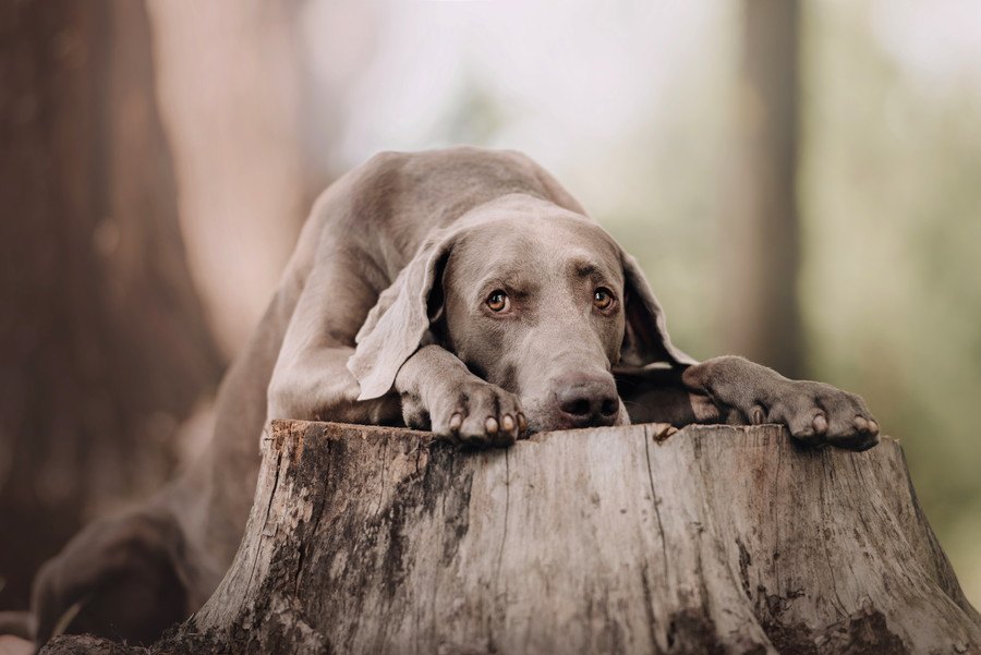 犬がテーブルや机の上に登る心理４選！どんな意味がある？どう対処すべき？