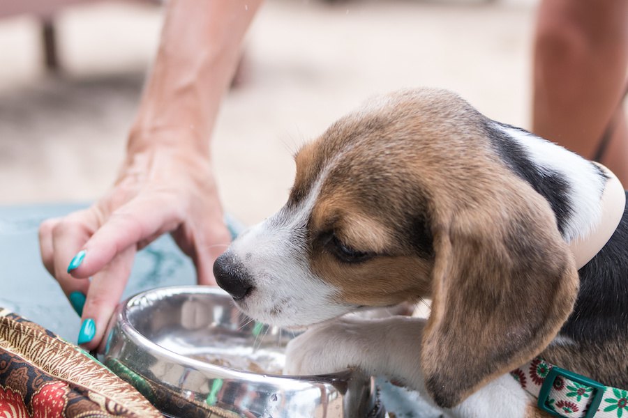 【獣医師監修】犬が水を飲んで吐く！その原因と考えられる病気を解説