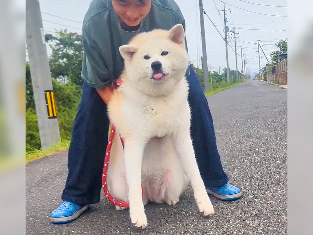 夏、犬の散歩中に振り返った結果…まさかの『道のど真ん中での散歩拒否』と飼い主との攻防戦が32万再生「断固たる決意で草」「大変すぎるｗ」