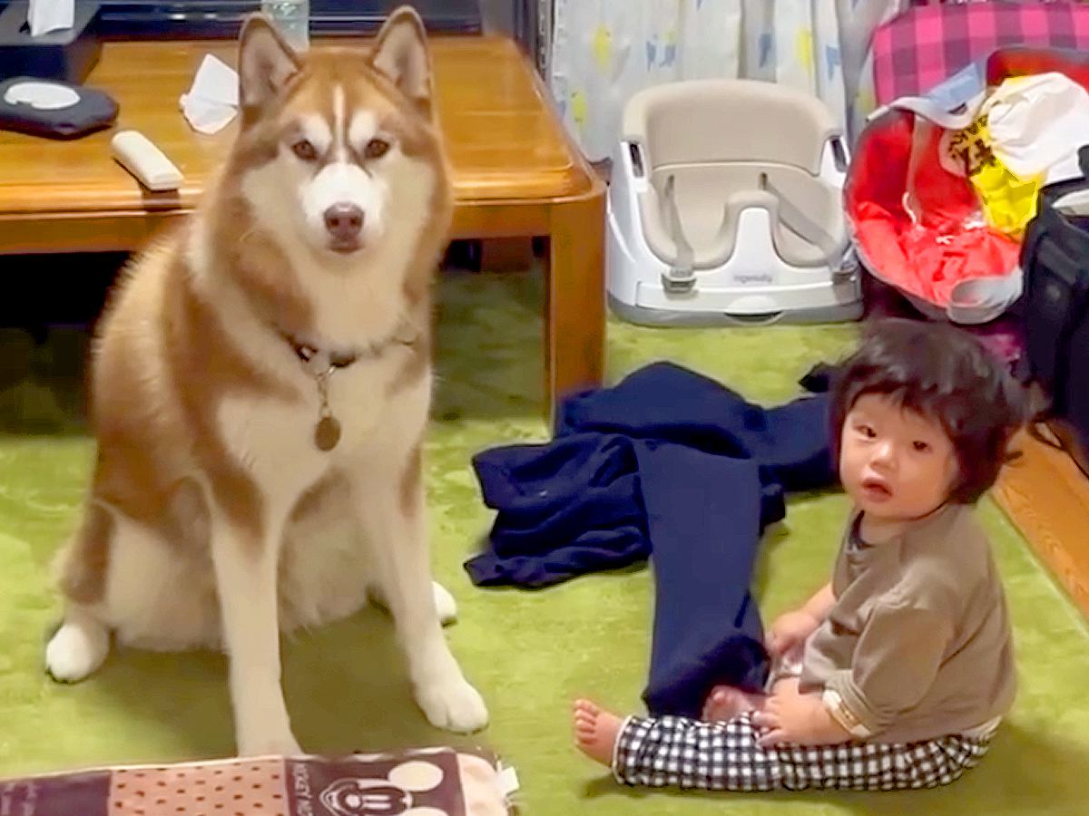 おばあちゃんに叱られた『赤ちゃんと大型犬』が、次の瞬間…まるで『本当の姉弟』のような行動が259万再生「タイミングがｗ」「仲良しすぎ」