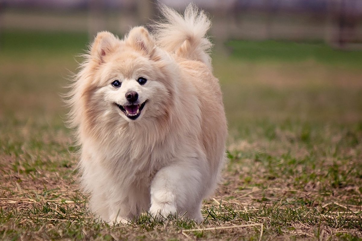 犬のスマイルはすべてハッピーだとは限らない！ストレススマイルもあるんです