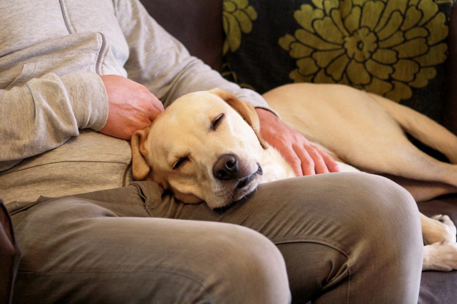 犬が人に甘えてくる理由５選