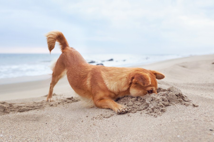 犬が『穴』に顔を突っ込む心理３つ