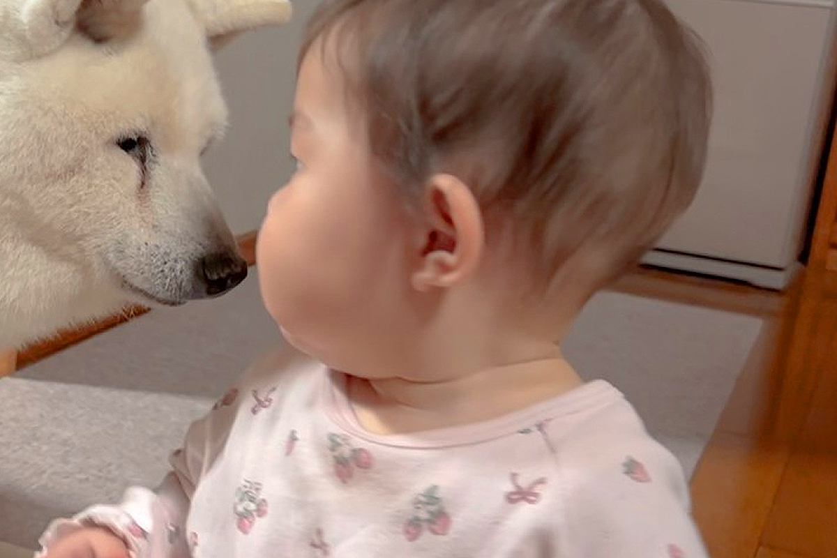 17歳のおばあちゃん犬が『赤ちゃんの子守り』をすることになった結果→一緒に留守番していたら…尊い光景が50万再生「癒される」「幸せでいて」