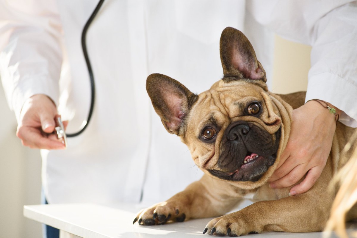 短頭種犬の飼い主は呼吸障害を認識していない傾向があるという調査結果