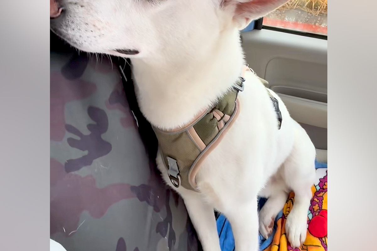 車のワイパーを交換した結果→音が鳴るようになってしまい、一緒に乗った犬が…抱きしめたくなる『反応』が20万再生「可哀想だけど可愛いｗ」