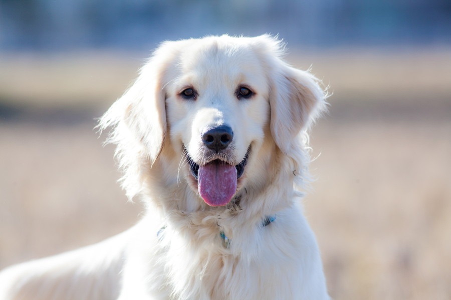 犬の目の周りが黒い原因と考えられる病気、対処法について