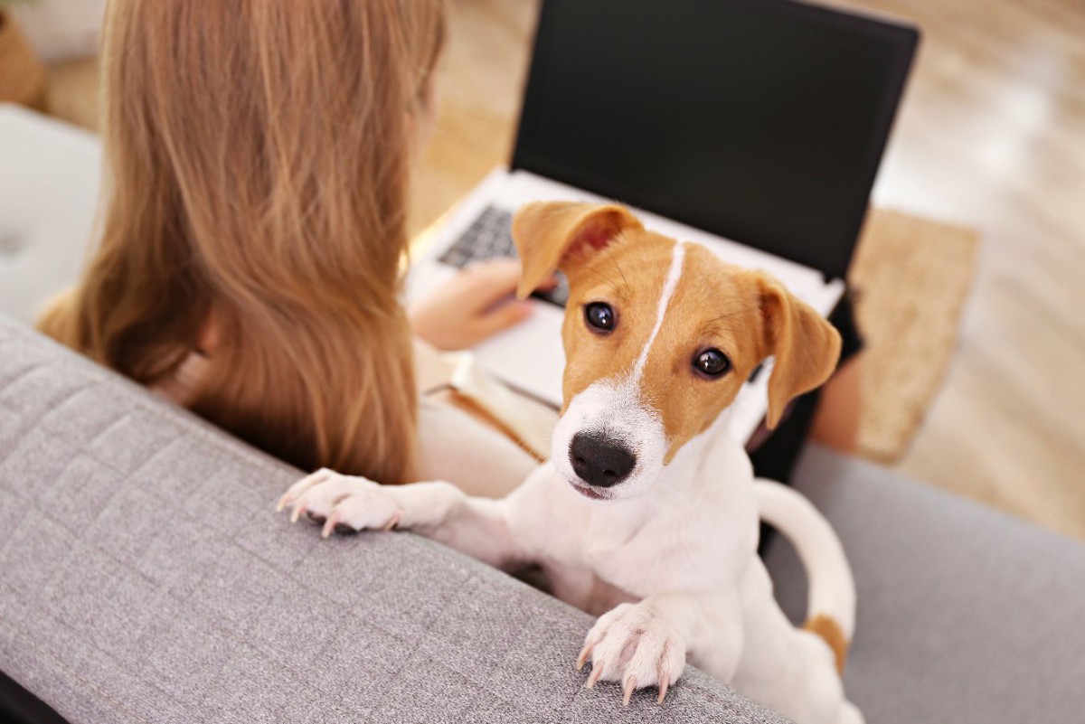 「犬を飼ってはいけない人」5選！飼う前に自分の生活が大きく変わる覚悟を持って