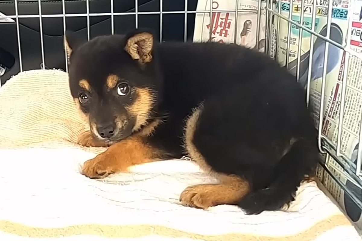 殺処分に怯える『野犬の子犬』を保護→車内でもブルブル震えて…『お別れまでの記録』に涙が止まらないと801万再生「泣けた」「目つきが違う」