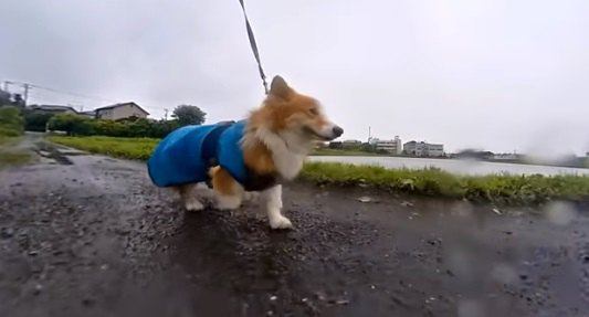 雨のお散歩も楽しいね♪ルンルンなコーギー