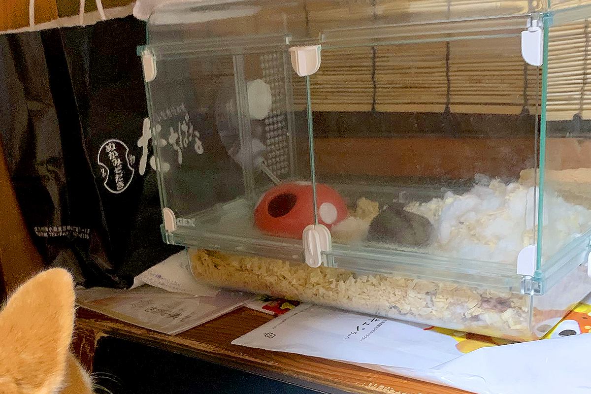 『ハムスターが見たい！』と騒ぐ犬→ケージを出してあげると、ジーッと見つめて…人間の子どものような光景に反響「なんて尊いの」「姿勢がｗ」