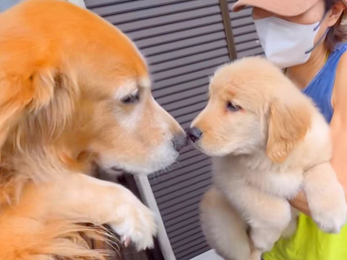 大型犬が『甥っ子と初めて会った』結果…尊すぎる『無邪気な反応』が19万再生「ちゃんと叔父さんｗ」「お顔がそっくり」と感動の声