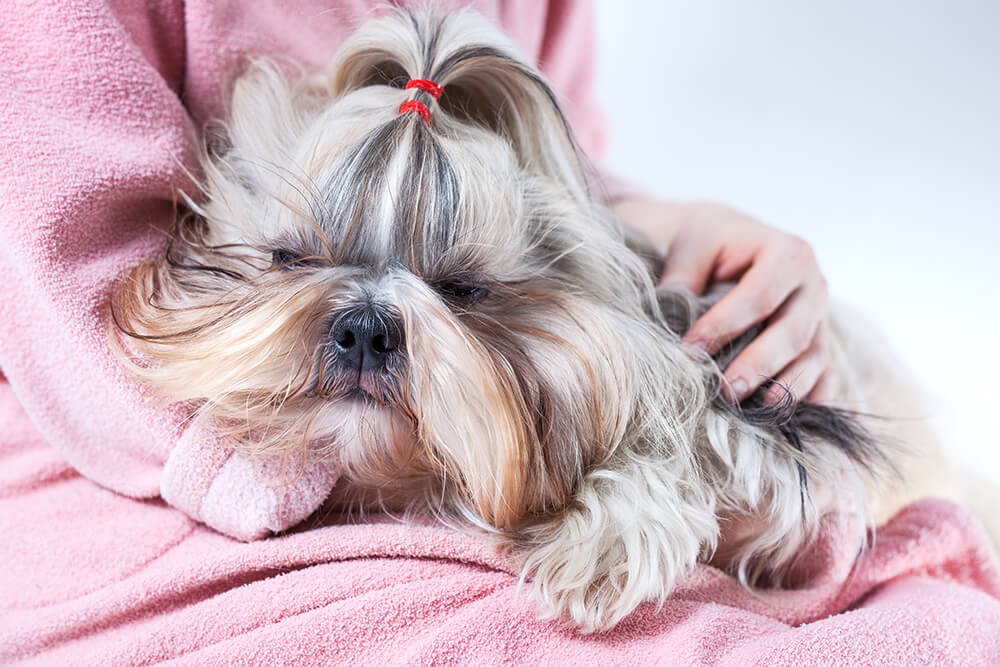 犬の臭い対策をしよう！原因別に見るその方法とは