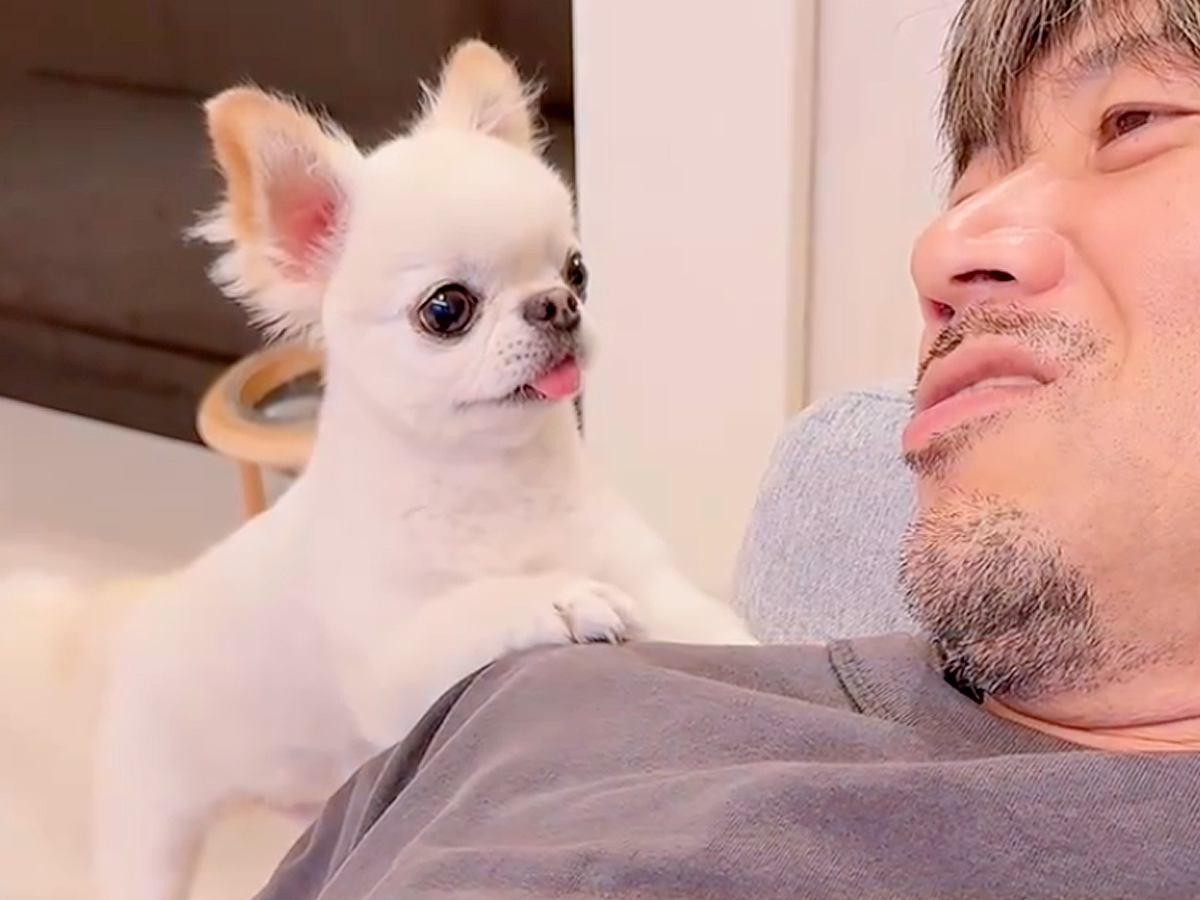 寝転がっていたら、犬が『ごはんちょーだい』と話しかけてきて…可愛すぎる『会話をする光景』が42万再生「人間みたいｗ」「ショック顔で草」