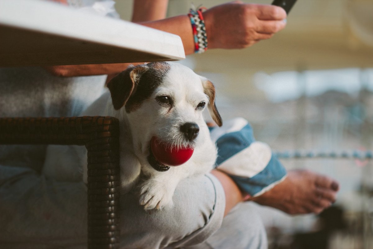 愛犬が異物を咥えてしまったら・・・無理やり奪うのは危険！