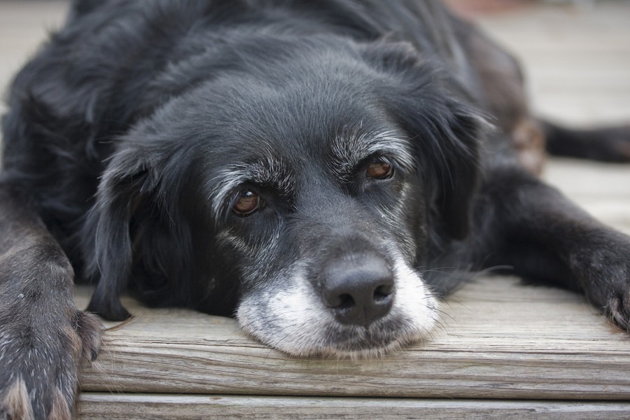 犬にも若白髪がある？ストレスが原因になることも？