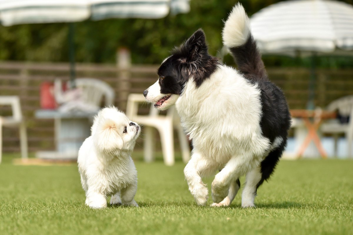 ドッグランで周囲に迷惑を掛ける飼い主の行動5つ！最低限知っておくべきマナーを再確認して