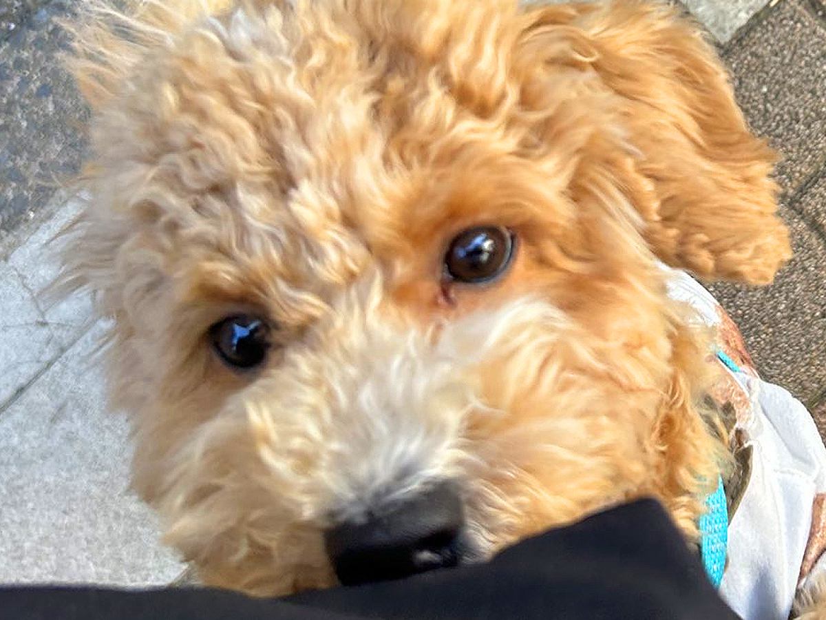 大きな音を出したバイクが横切った結果→ご機嫌で歩いていた犬が…あまりにも愛おしい『まさかの反応』に5万いいね「子どもと一緒」「たまらん」