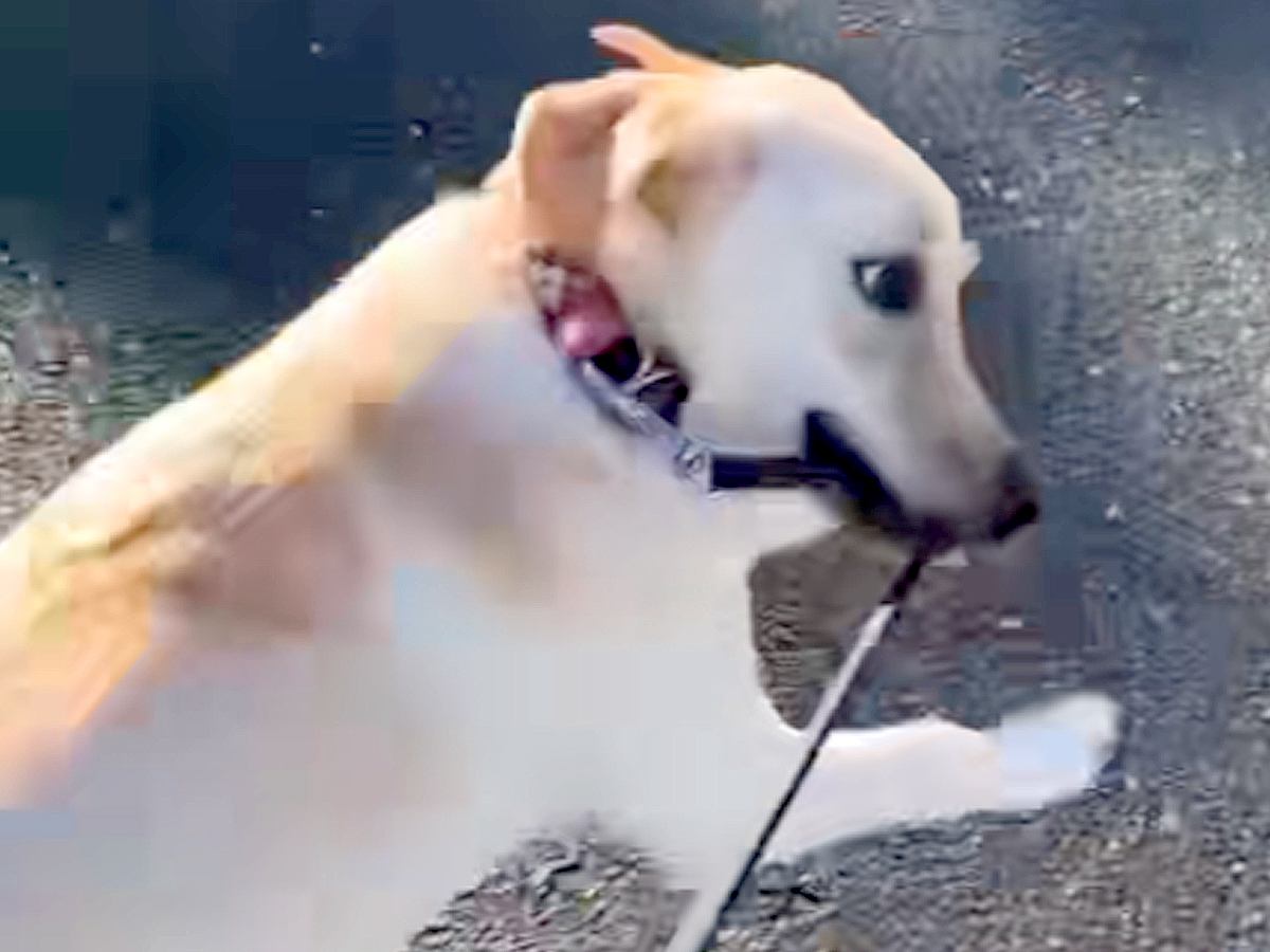 『すっげぇ顔ｗｗ』大型犬を散歩に連れていった結果→思っているのと違いすぎる『衝撃の光景』が39万再生「必死ｗ」「横目で見てて草」と爆笑