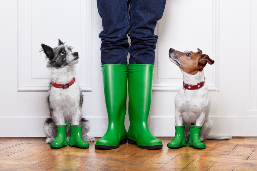 雨の日にやりたい！犬の運動不足を室内で解消する3つの方法