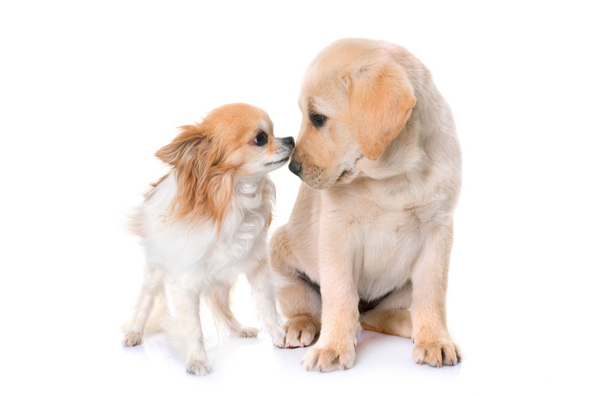 小型犬と大型犬の『シニア』になる年齢は同じ？年齢以外の注目すべきポイント3つ