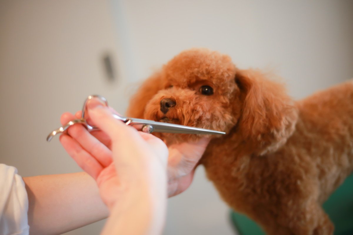 『犬に関わる仕事』年収はどのくらいなの？資格は必要？主な職種や事前に知っておきたいことまで