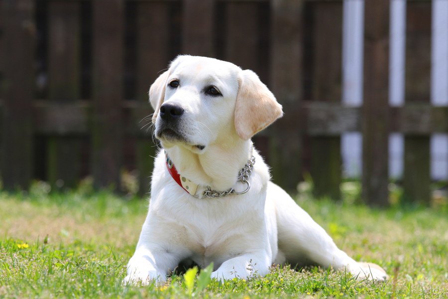 私の心を救った1頭の保護犬ラブラドールとの出会い