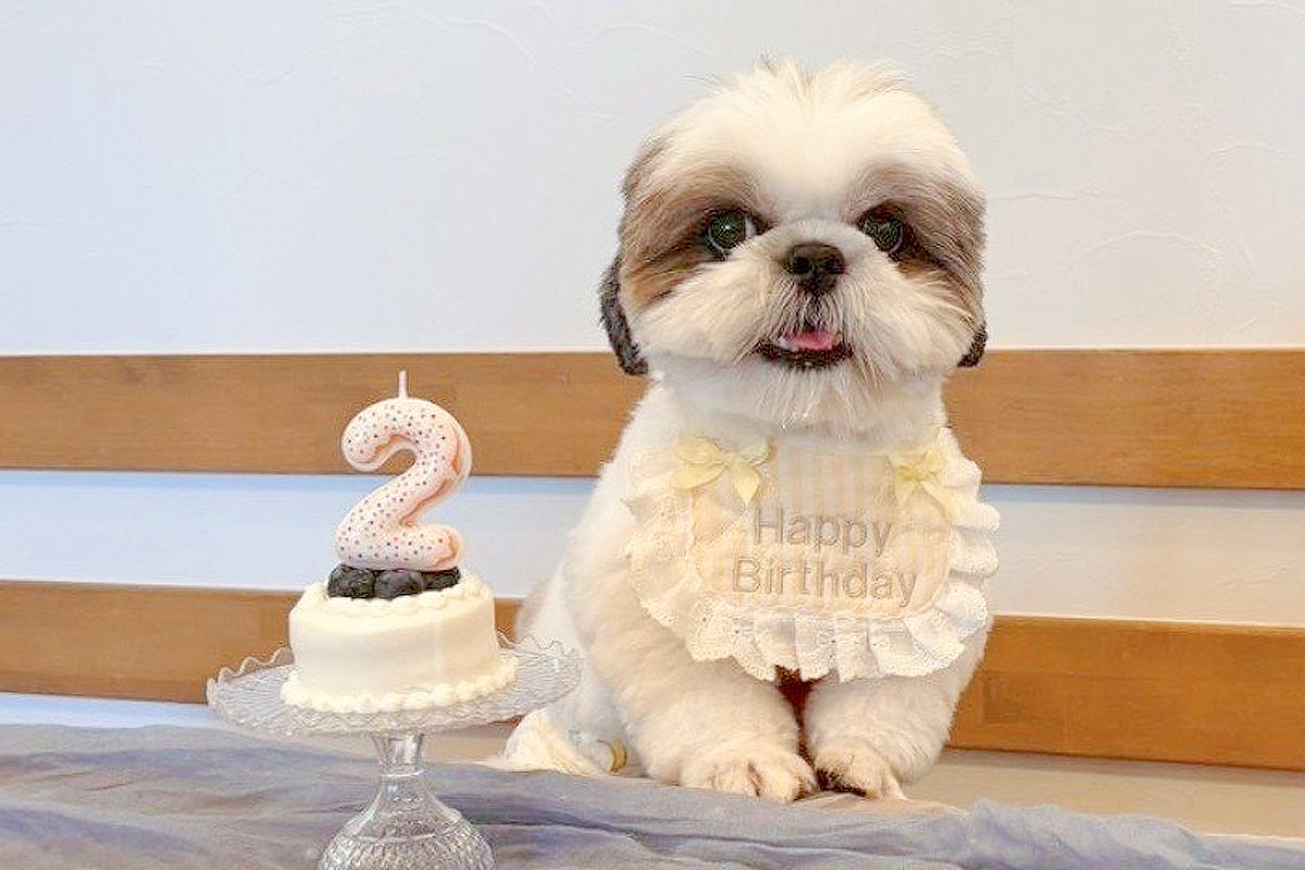 お誕生日で『記念写真』を撮影した犬→『可愛く撮れた』と思ったら、映え写真の裏側で…『努力が生んだ一枚』に反響「こんな裏側がｗ」「可愛い」