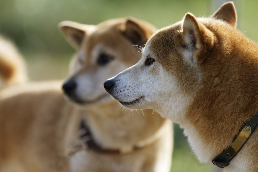 犬の世話に疲れた人へ。思い出してほしい3つの大事なこと。