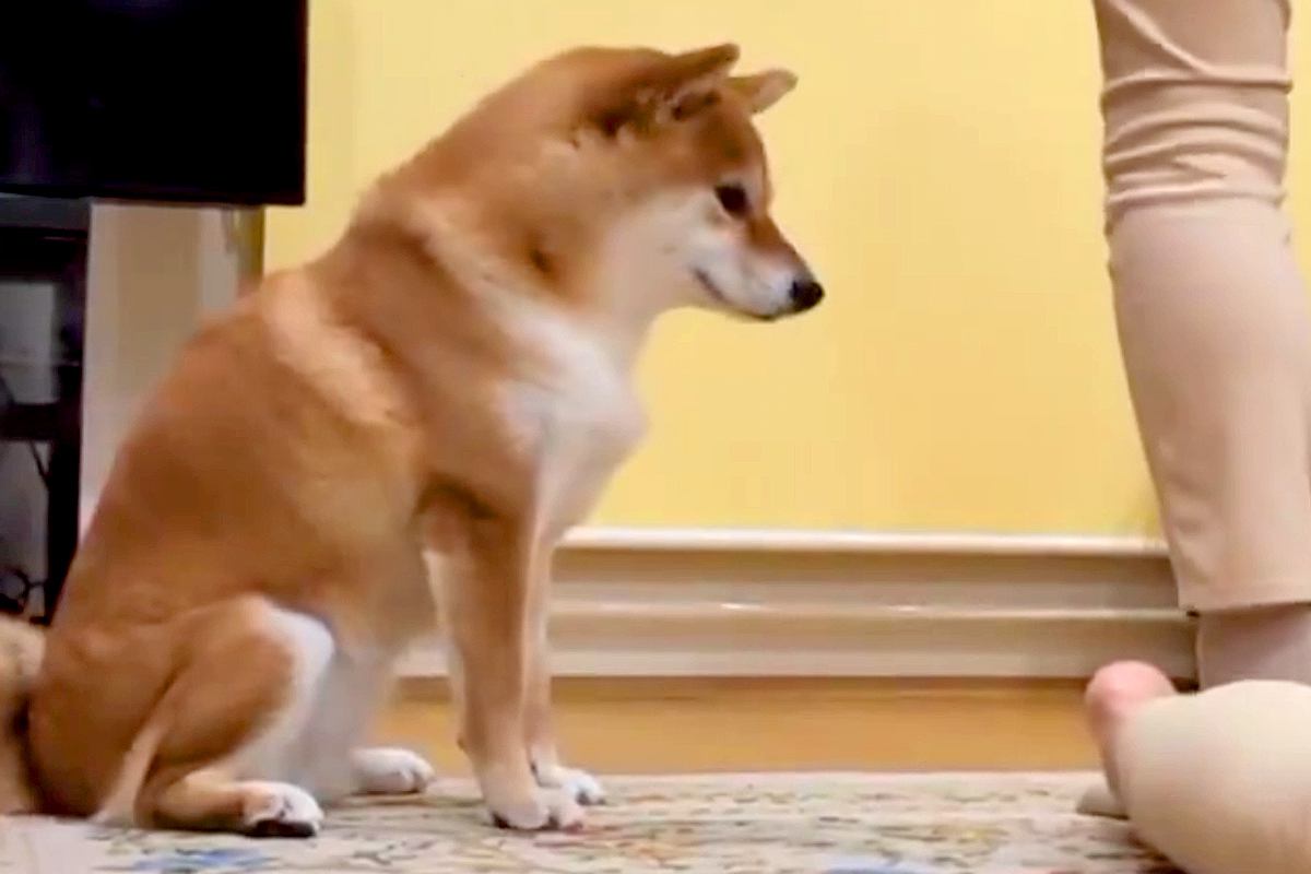 『ねえ、やめてあげてよ…』家族で"踏み合いっこ"をしていたら、見ていた犬が勘違いして…愛を感じる『まさかの光景』に反響「優しい」「健気」