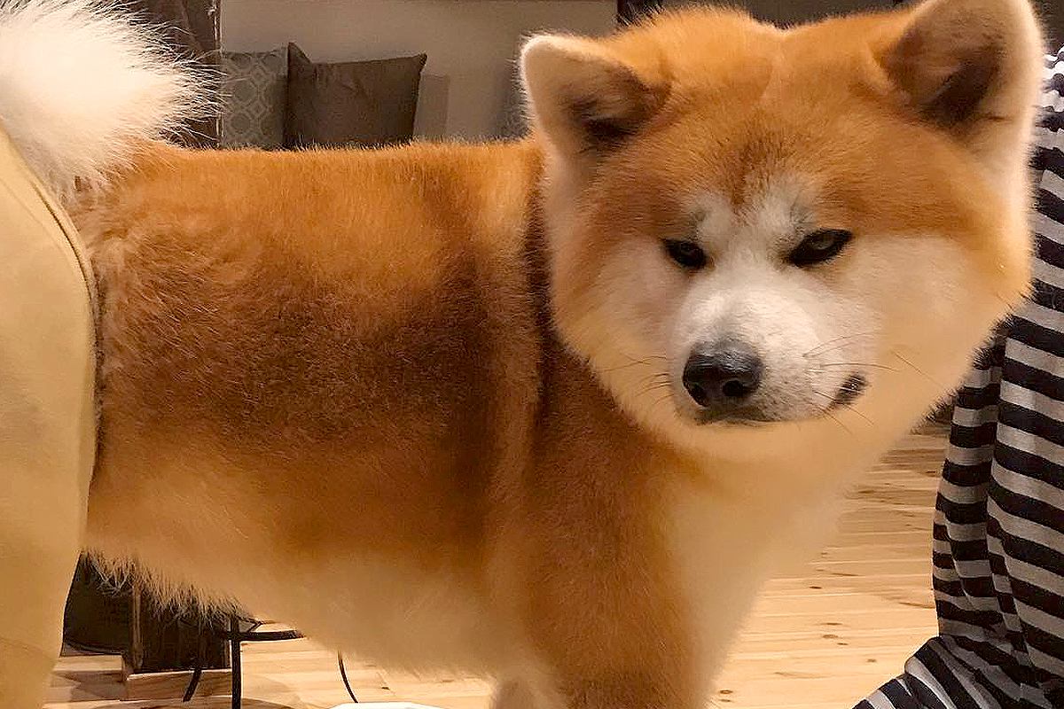 秋田犬の抜け毛対策で『ストッキング』を履かせたら→ピチピチになってしまい…まさかの『美脚すぎる光景』に反響「笑い止まらん」「違和感なくて草」