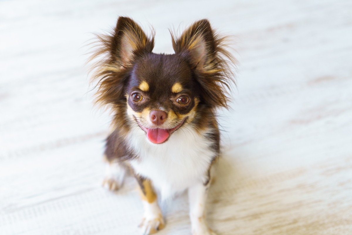犬が『飼い主に話しかけている』サイン４選　意思疎通を図ろうとしているときの心理まで