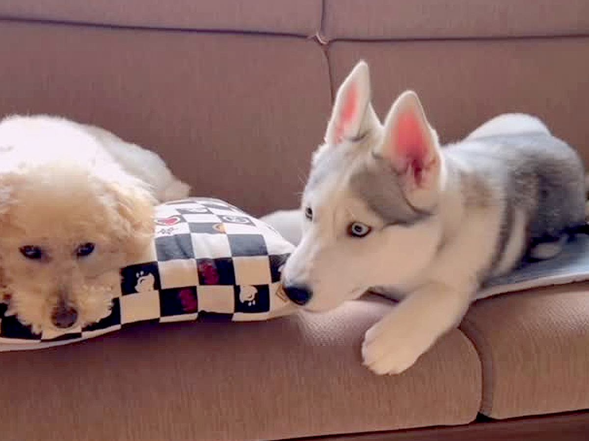 先輩犬に『どうしても添い寝したい』大型犬の赤ちゃん→失敗を重ね…嘘のような『昔と現在のビフォーアフター』が26万再生「微笑ましい」の声