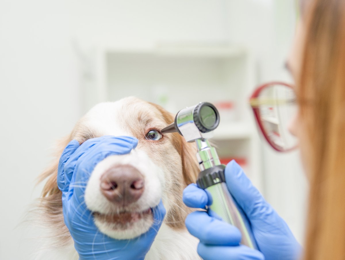 犬の目が失明してしまう『危険な病気』4選　見逃してはいけない初期症状とは？