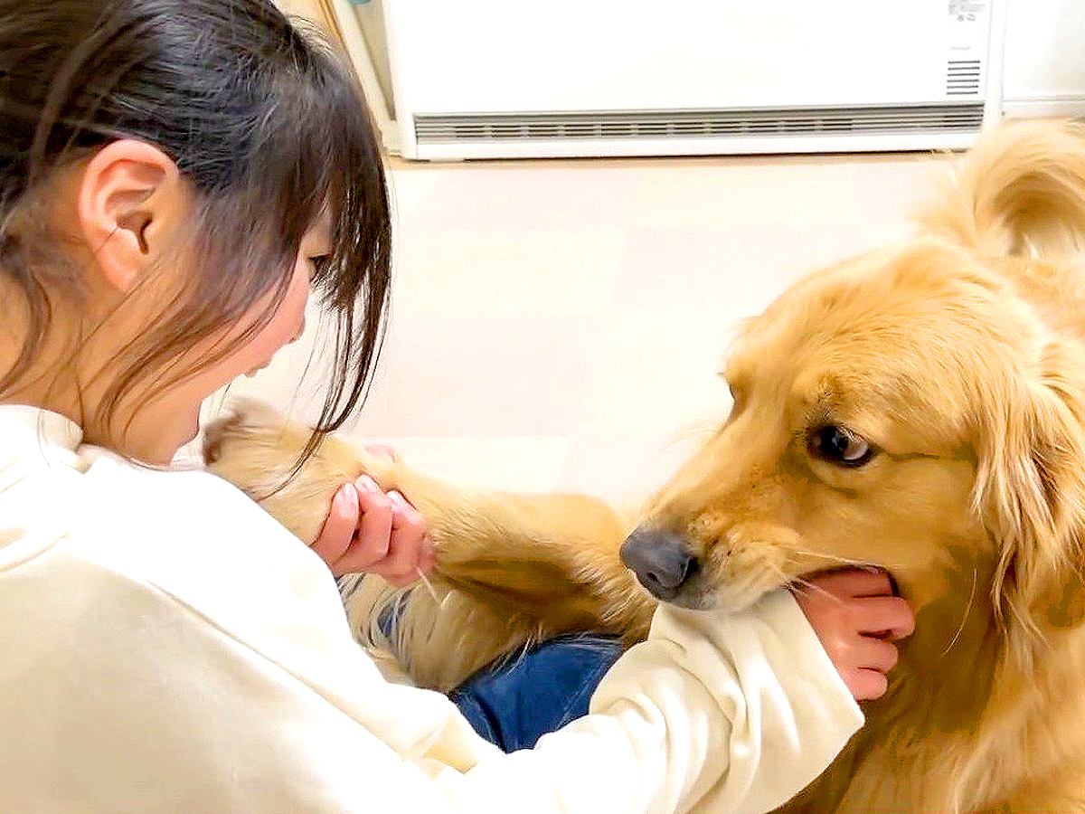 大型犬が『甘噛み』してきたので噛み返してみた結果…まさかの『可愛すぎる反応』が83万再生「凄い信頼関係」「幸せすぎる家族」と大絶賛の声