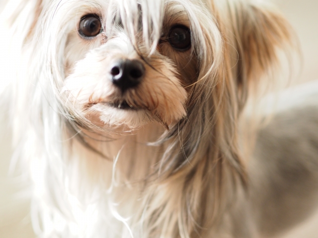 チワワのミックス犬は小さくて、キュートな子がたくさん